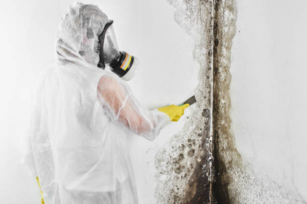 Mold Testing and Removal in South Browning, MT