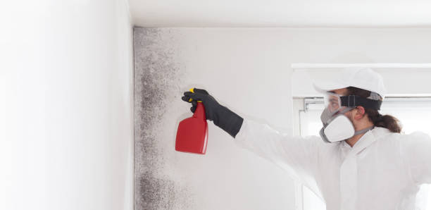 Best Mold Damage Repair  in South Browning, MT