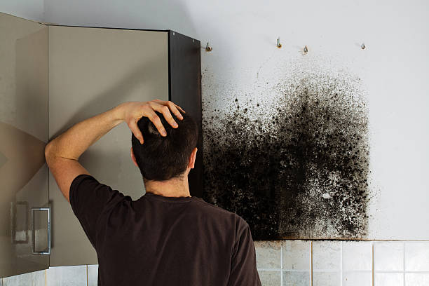 Best Mold Testing and Removal  in South Browning, MT