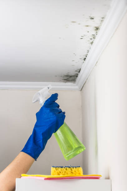 Best Local Mold Removal Service  in South Browning, MT